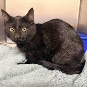 Domestic Short Hair Cats Available for Adoption - Antigua | PetCurious