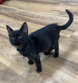 Rescue Domestic Short Hair Cats for Adoption in Towanda, Pennsylvania - Fabio | PetCurious