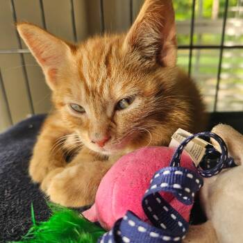 Fin -  Domestic Short Hair Cat for Adoption in Newport, North Carolina - Fin | PetCurious