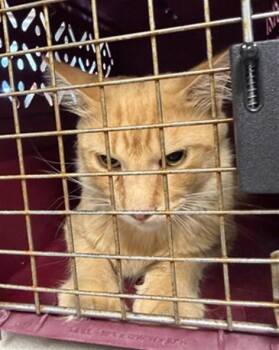 A479168 -  Domestic Long Hair Cat for Adoption in Oklahoma City, Oklahoma - A479168 | PetCurious