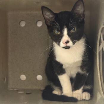 Nocturna -  Domestic Short Hair Cat for Adoption in Philadelphia, Pennsylvania - Nocturna | PetCurious