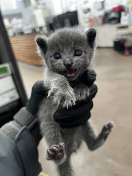 PRESCOTT -  Domestic Medium Hair Cat for Adoption in Dallas, Texas - PRESCOTT | PetCurious