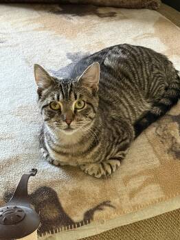 Domestic Short Hair Cats Available for Adoption in Clayton, New Jersey - Limoncello  | PetCurious