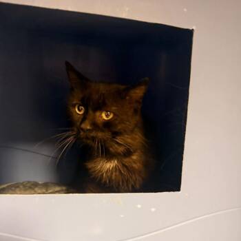Magic-C -  Domestic Long Hair Cat for Adoption in East St. Louis, Illinois - Magic-C | PetCurious