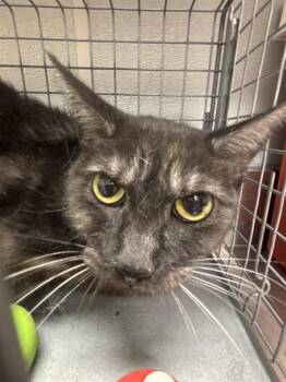 KIKI -  Domestic Short Hair Cat for Adoption in Las Vegas, Nevada - KIKI | PetCurious