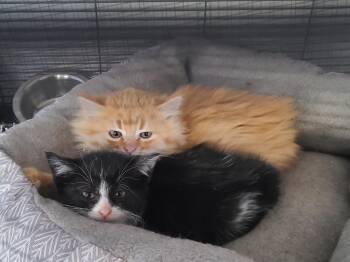 Rescue Domestic Long Hair Cats for Adoption in Portland, Indiana - Duet | PetCurious