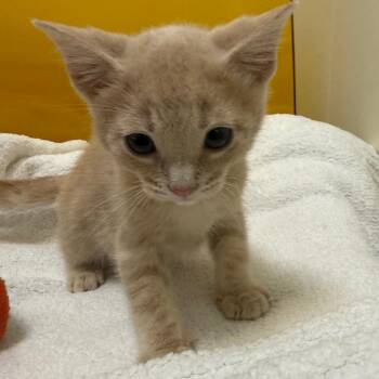 Rosco -  Domestic Short Hair Cat for Adoption in Tulsa, Oklahoma - Rosco | PetCurious
