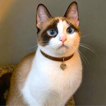 MAE MAE - SNOWSHOE SIAMESE GIRL -  Siamese and Snowshoe Cat for Adoption in Oakwood, Georgia - MAE MAE - SNOWSHOE SIAMESE GIRL | PetCurious