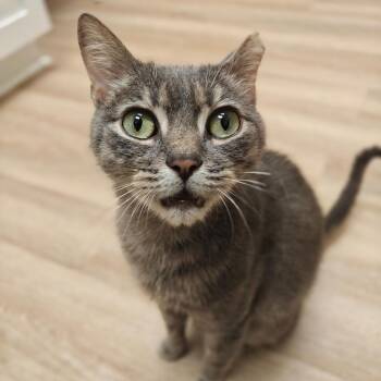 Mr. Grey -  Domestic Short Hair Cat for Adoption in Cumming, Georgia - Mr. Grey | PetCurious