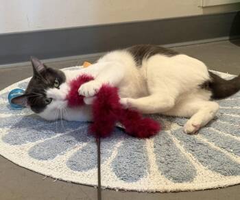 Junior (Bonded with Quincy) -  Domestic Short Hair Cat for Adoption in Oakland, California - Junior (Bonded With Quincy) | PetCurious