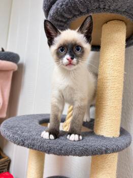Custard -  Domestic Short Hair Cat for Adoption in Victor, New York - Custard | PetCurious