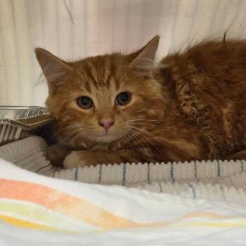 Captain Sushi Roll -  Domestic Medium Hair Cat for Adoption in Asheville, North Carolina - Captain Sushi Roll | PetCurious