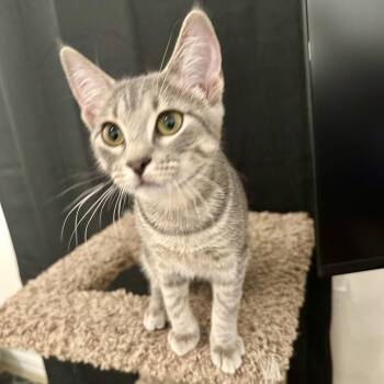 Rescue Domestic Short Hair Cats for Adoption in Allen, Texas - Mollie (kinky Tail) | PetCurious