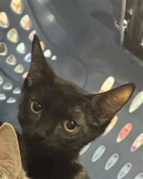 A137549 -  Domestic Short Hair Cat for Adoption in Palmetto, Florida - A137549 | PetCurious