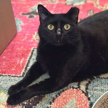 Rescue Domestic Short Hair Cats for Adoption in Round Rock, Texas - Thomas | PetCurious