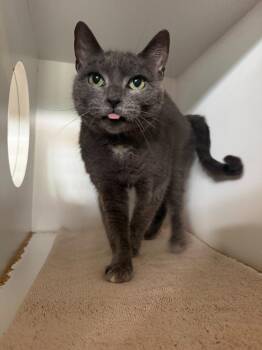 Stormy -  Domestic Short Hair Cat for Adoption in Hyde Park, New York - Stormy | PetCurious