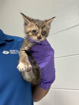 Domestic Short Hair Cats Available for Adoption in St. Cloud, Florida - KRAMER | PetCurious
