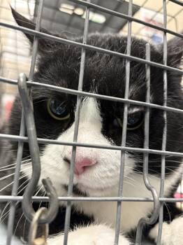 MAER -  Domestic Medium Hair Cat for Adoption in Las Vegas, Nevada - MAER | PetCurious