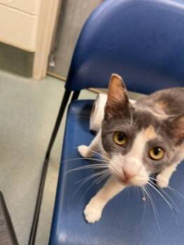 Baby -  Domestic Short Hair Cat for Adoption in Fairfax, Virginia - Baby | PetCurious
