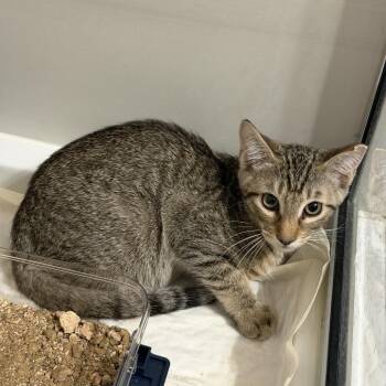Churro -  Domestic Short Hair Cat for Adoption in Midland, Texas - Churro | PetCurious