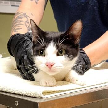 Moo Mama -  Domestic Short Hair Cat for Adoption in Baltimore, Maryland - Moo Mama | PetCurious