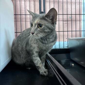 Marnie -  Domestic Short Hair Cat for Adoption in Columbus, North Carolina - Marnie | PetCurious