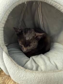 Rescue Domestic Short Hair Cats for Adoption in Algona, Iowa - STARRY | PetCurious