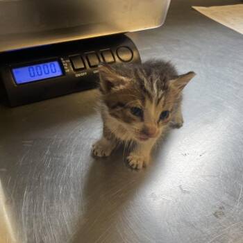 TUSC-Stray-84808_2 -  Domestic Short Hair Cat for Adoption in Tuscaloosa, Alabama - TUSC-Stray-84808_2 | PetCurious