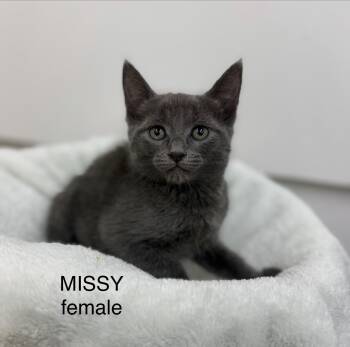 Missy -  Domestic Medium Hair Cat for Adoption in Sonora, California - Missy | PetCurious