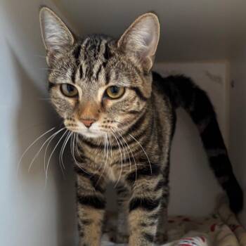 Coraline -  Domestic Short Hair Cat for Adoption in Naperville, Illinois - Coraline | PetCurious