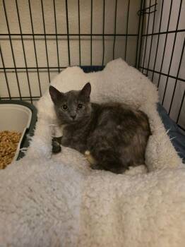 Domestic Short Hair Cats Available for Adoption in Tucson, Arizona - Fern 2 | PetCurious
