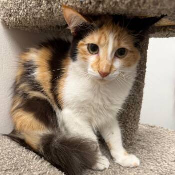 Adeline -  Domestic Medium Hair Cat for Adoption in Falls Church, Virginia - Adeline | PetCurious