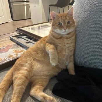 Rescue American Shorthair Cats for Adoption in Charlotte, North Carolina - Biscuit | PetCurious