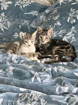 Aloha -  Domestic Short Hair Cat for Adoption in Ruskin, Florida - Aloha | PetCurious