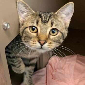 Joyce -  Domestic Short Hair Cat for Adoption in Cleveland, Mississippi - Joyce | PetCurious