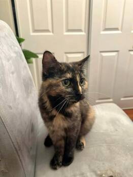 Domestic Short Hair Cats Available for Adoption - SHRIMPEINA | PetCurious