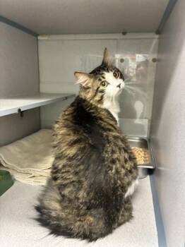 Domestic Medium Hair Cats Available for Adoption in Salt Lake City, Utah - Little Bit | PetCurious