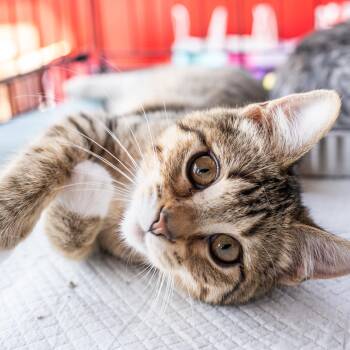Rescue Domestic Short Hair Cats for Adoption in Bridgeport, Connecticut - Sadie | PetCurious