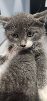 Husker -  Domestic Short Hair Cat Available for Adoption in Republic, Missouri - Husker | PetCurious