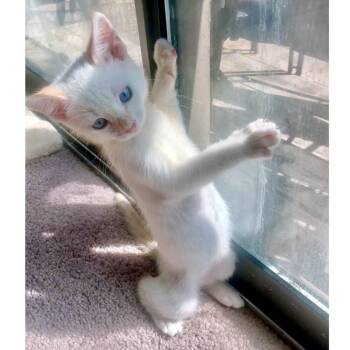 Honey Bee 11 -  Domestic Short Hair Cat for Adoption in Austin, Texas - Honey Bee 11 | PetCurious