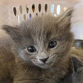 Wyatt -  Domestic Medium Hair Cat for Adoption in Laramie, Wyoming - Wyatt | PetCurious