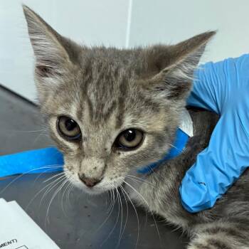 Pluto -  Domestic Short Hair Cat for Adoption in Yuma, Arizona - Pluto | PetCurious