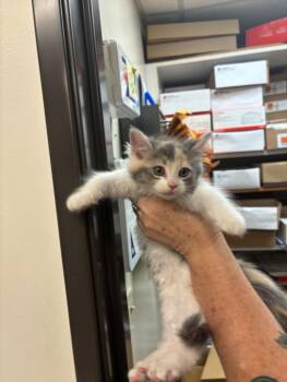MOOKA -  Domestic Medium Hair Cat for Adoption in Burbank, California - MOOKA | PetCurious