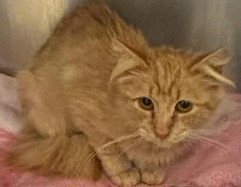 Domestic Short Hair Cats Available for Adoption in Elizabethton, Tennessee - Clair | PetCurious