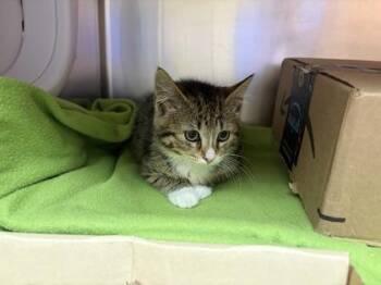 Amber -  Domestic Short Hair Cat for Adoption in Lowell, Massachusetts - Amber | PetCurious
