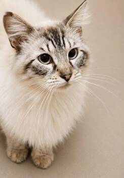 Himalayan and Siamese Cats Available for Adoption in Napa, California - Echo Napa | PetCurious