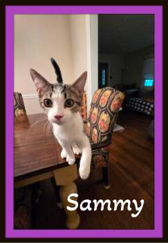 Sammy - will fill your home with tiny paws and big love. -  Domestic Short Hair Cat for Adoption in Winston-salem, North Carolina - Sammy - Will Fill Your Home With Tiny Paws And Big Love. | PetCurious