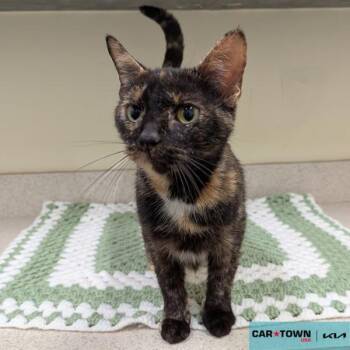 Rescue Domestic Short Hair Cats for Adoption in Lexington, Kentucky - Brittany | PetCurious