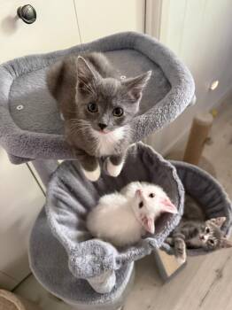 Domestic Medium Hair Cats Available for Adoption in Lincoln, California - Saffron | PetCurious