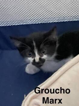 Groucho Marx -  Siamese Cat for Adoption in New Braunfels, Texas - Groucho Marx | PetCurious